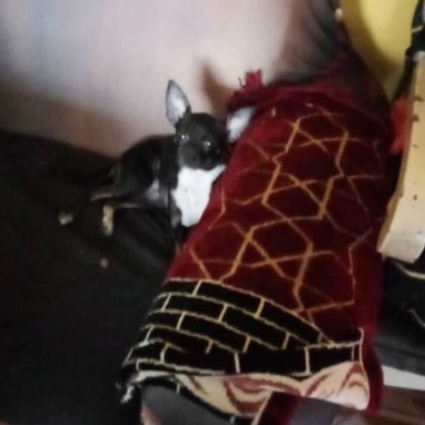 Se venden estas dos perritas 🐶 chihuahuas Cabeza de venado de un año (Vírgenes) y bien cuidadas - Img 123636799