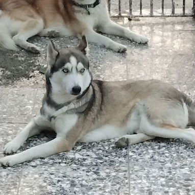 Cachorro de Husky - 3/3