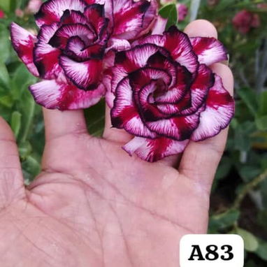 Adenium - 4/10
