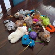 Gatos accesorios - Img 56140795