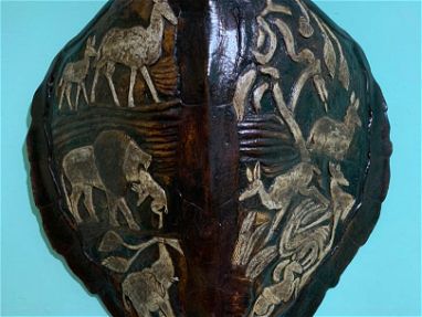 Caparazón de una Caguama tallada en Angola del 1985 - Img 65281886