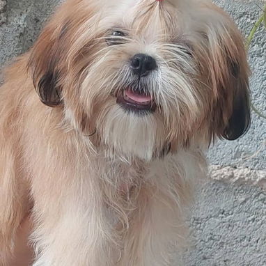 @@@@@Cachorros de excelente genética - Img 124449955
