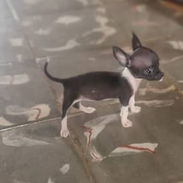 SHIHUAHUA MINI,hembra,en 250 USD o equivalente,TENGO MENSAJERÍA,tiene 60 días y está desparacitada - Img 56353777