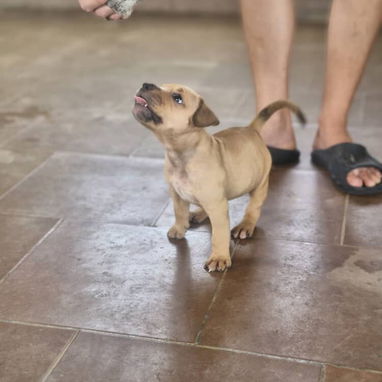PITBULL,hembra,en 300 USD o equivalente,TENGO MENSAJERÍA,tiene 40 días,desparacitada,PADRE BULLY Y MADRE PITBULL - Img 126448090
