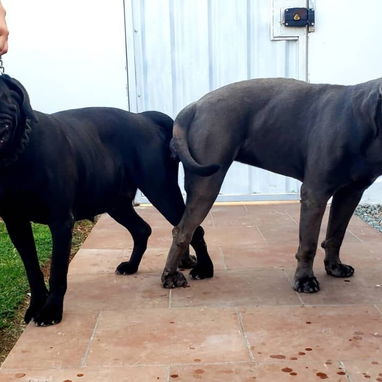 CANE CORSO CON PEDIGREE - Img 124355588