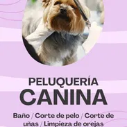 Servicio de Estética Canina a Domicilio - Img 55546944