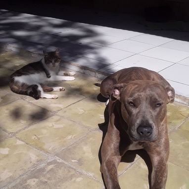 Cachorro Pitbull - 3/5