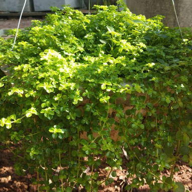 Venta plantas ornamentales - Img 119199630