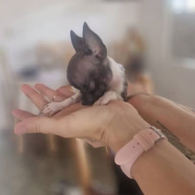 SHIHUAHUA MINI,hembra,en 250 USD o equivalente,TENGO MENSAJERÍA,tiene 60 días y está desparacitada - Img 125842450