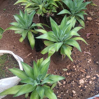 Servicio de jardinería 👩🏼‍🌾 - Img 124479228