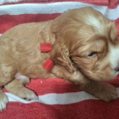 Vendo cachorros de Cocker Spaniel - Img 124896967