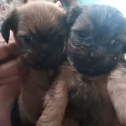 Perros chi tzu - Img 56122497