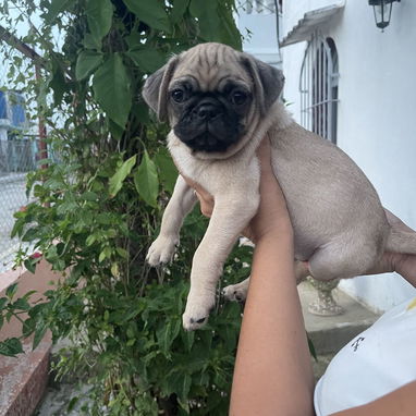 Cachorros Pugs - Img 125489974