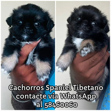 Tienda de Mascotas - Img 125529634