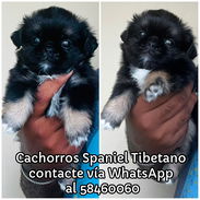 Cachorro Spaniel Tibetano - Img 56284560