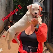 (((  DOGO ARGENTINO AMBOS SEXOS BETTY MASCOTAS WHATSAPP 52506841 ))) - Img 54922622