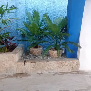 Servicio de jardinería 👩🏼‍🌾 - Img 124722376