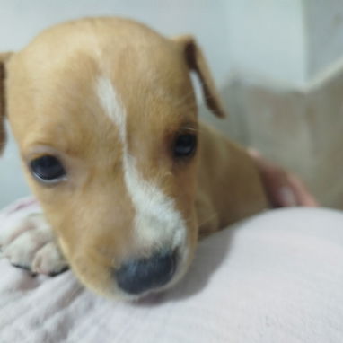 Cachorra pitbull - 2/2