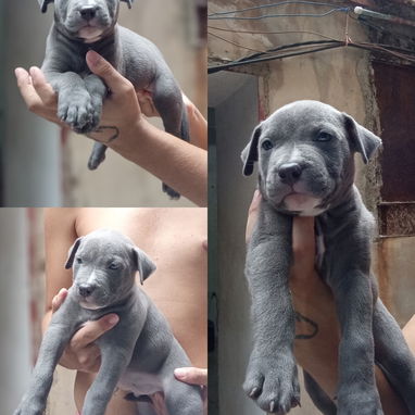 Pitbull terrier - 2/3