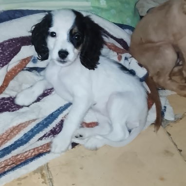 Venta de coker Spaniel contactar con 55000733 - 3/3