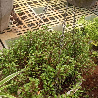 Servicio de jardinería 👩🏼🌾 - Img 123648068