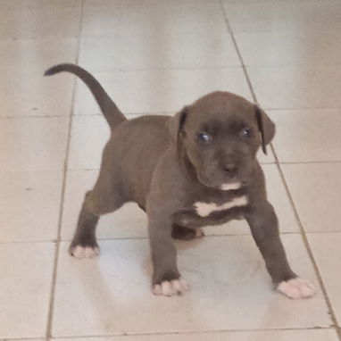Cachorros pitbull azules - Img 125903484