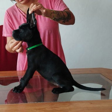 CANE CORSO CON PEDIGREE - Img 125279898