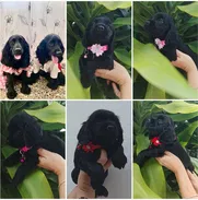 ((( COCKER SPANIEL AMBOS SEXOS BETTY MASCOTAS WHATSAPP 52506841 )))) - Img 50355989