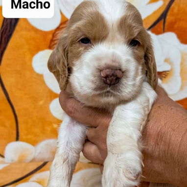 COKER SPANIEL,ambos sexos,en 170 USD o equivalente(ACEPTO TRANSFERENCIA)TENGO MENSAJERÍA,tienen 30 días y desparacitados - Img 122999774