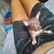 Mini chihuahua hembra color chocolate  de los más pequeñitos ,ya tiene los 45 días - Img 56012575