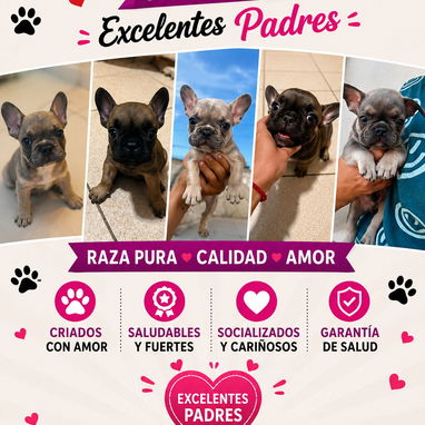 🐾 🐶 ¡Hermosos cachorros disponibles!  BETTY MASCOTAS WHATSAPP 52506841 🐾 🐶 - 3/10