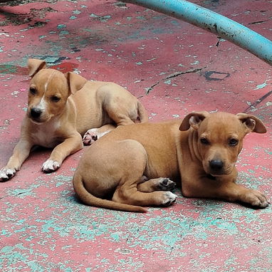Cachorros de pitbull de 58 días desparasitados. - 2/3