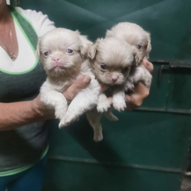 Pekines ambos sexos albinos - Img 115350844