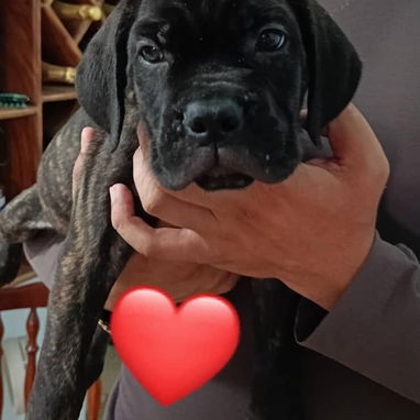 CANE CORSO CON PEDIGREE Y MENSAJERÍA GRATIS - 2/5