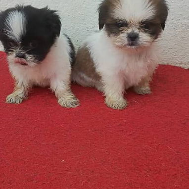 No dudes en decidir por una mascota solo llame al 58199520 - 2/5