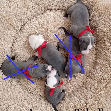 💙🐶DOGS BUTTY💙🐶53619001 🐶 PEKINES HEMBRAS Y MACHO 🐶CHIHUAHUA MINI  🐶chihuahua Fawn 🐶PITBULL AZULES  📞53619001 - 4/5