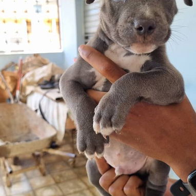 PITBULL AZUL,ambos sexos,en 200 USD o equivalente,TENGO MENSAJERÍA,tienen 65 días y están desparacitados - Img 125674008