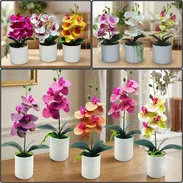 Orquídeas con sus maceteros para decorar el hogar (gu) - Img 57402639