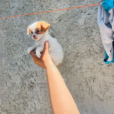 Cachorros Chihuahua de pelo largo. - 3/4
