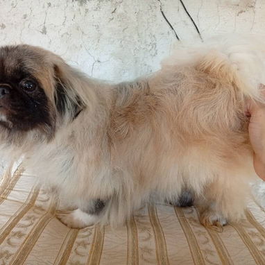 PEQUINÉS IMPERIAL,macho en 200 USD o equivalente,TENGO MENSAJERÍA,tiene 8 meses,ESTÁ VACUNADO y desparacitado - 4/4