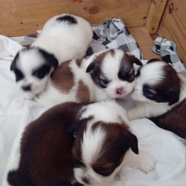 ••  RAZAS DE PERROS DE TALLA PEQUEÑA, MEDIANA Y GRANDE  BETTY MASCOTAS  52506841 •• - Img 122643553