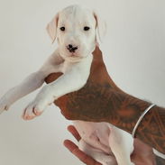 DALMATA BLANCO,macho,en 100 USD o equivalente,TENGO MENSAJERÍA,tiene 88 días y está desparacitado - Img 56298785