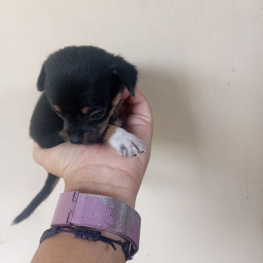 En venta perrito original Chihuahua - 8/9