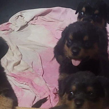 ROTTWEILER,ambos sexos,en 550 USD o equivalente,TENGO MENSAJERÍA,tienen 80 días,ESTAN VACUNADOS y desparacitados - Img 125846339