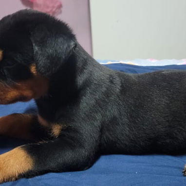 ROTTWEILER,ambos sexos,en 550 USD o equivalente,TENGO MENSAJERÍA,tienen 80 días,ESTAN VACUNADOS y desparacitados - Img 125846334