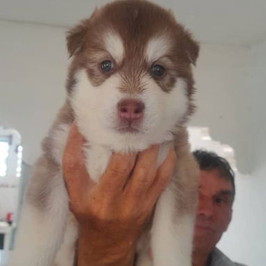 Todo lo que buscas en mascotas está aquí pitbull, Chihuahua, shitzu, labradora, Rottweiler, salchicha 53818081 - Img 125896930