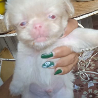 Variedad de perros de pura razas en perfecto estado - Img 117982056