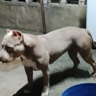 AMÉRICAN BULLY XL,ambos sexos,en 700 USD o equivalente,TENGO MENSAJERÍA,tienen 65 días y están desparacitados. - Img 122576628