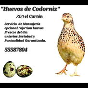 "Huevos de codorniz" - Img 45608667