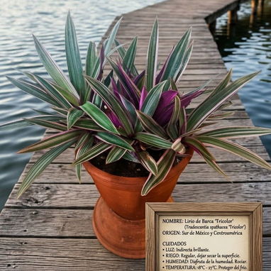 Plantas ornamentaleles para decoracion. - 2/8